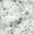 Eucalyptus